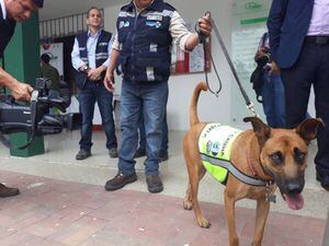 Canes llegaron a Ecuador para prevenir la plaga en el banano