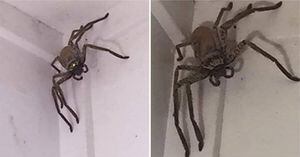 Mulher se apavora ao encontrar aranha gigante em casa e pede ajuda nas redes sociais