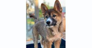 Raro filhote de cão Dingo Alpino é encontrado na Austrália: ‘pensei que fosse um coala’