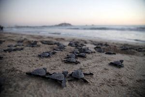 Nacen miles de tortugas de especie en peligro de extinción gracias al confinamiento en México