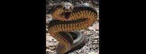 Vídeo mostra homem capturando grande cobra marrom com as mãos; veneno da espécie é mortal