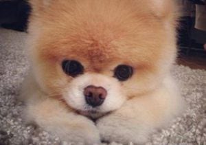 FOTOS: Murió Boo, el perro más lindo del mundo