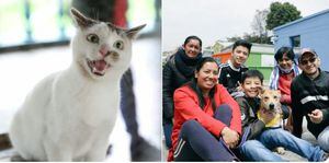 Perros y gatos encontraron hogar en la primera gran jornada de adopción del año en Bogotá