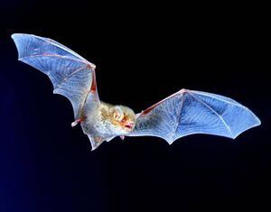 China encuentra 630 nuevos tipos de coronavirus en murciélagos: advierten posibles nuevas pandemias
