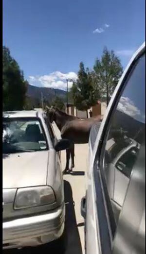 VIDEO: Dueño llevaba a su caballo atado a su auto y conductor trató de impedirlo