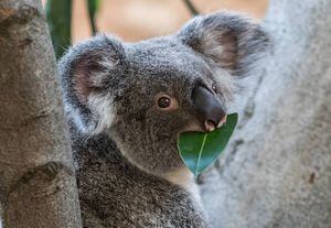 ¿El fin de uno de los animales más adorables? ONG declara a los koalas "funcionalmente extintos"