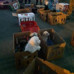 Decenas de cachorros trasladados irregularmente fueron adoptados en Durán