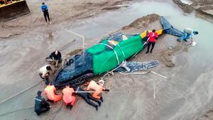 Muere ballena encallada en playa de Argentina