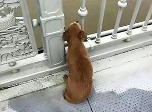 ¡Vas a llorar! Un perro va cuatro días esperando a su dueño en el puente donde se suicidó