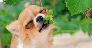 6 frutas que NÃO devem ser dadas para seu cachorro