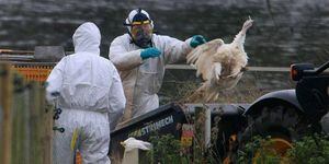 Alerta por brote de gripe aviar que puede contagiar a humanos