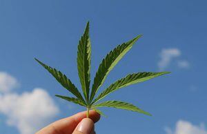 Científicos estudian al cannabis como tratamiento contra COVID-19