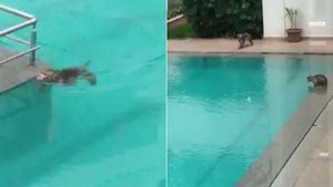 Vídeo mostra macacos fazendo festa na piscina enquanto humanos ficam de quarentena