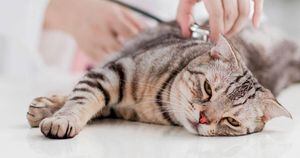 6 parasitas de gatos e como evitá-los