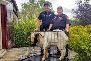 Homem se torna viral depois de descobrir que o "criminoso" que invadiu sua casa era uma cabra