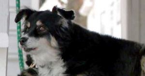 Lulu, la perrita que heredó 5 millones de dólares luego de la muerte de su dueño