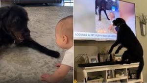Vídeo que mostra a incrível reação de um cachorro ao se ver na TV faz sucesso nas redes sociais