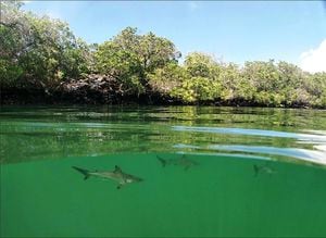 Se descubre nueva área de crianza de tiburones martillo en las Islas Galápagos