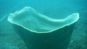 El fascinante hallazgo de una colonia de Copas de Neptuno, las esponjas gigantes usadas como bañeras para niños