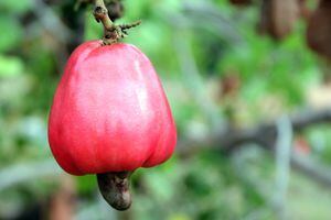 Suco de caju: os benefícios dessa poderosa fruta para a saúde