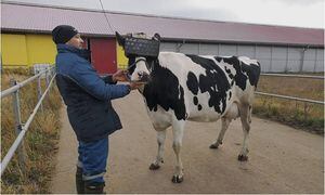 Vacas estão usando óculos de realidade virtual para produzir mais leite