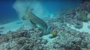 Vídeo impactante registra momento em que tubarão ataca polvo gigante, que se defende, em uma luta brutal