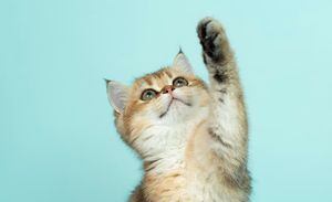 Gatos: ¿Cuántas razas hay en el mundo?