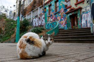 Master Cat presentó una querella por estafa y denuncia "adulteración en fabricación" de alimento para gatos