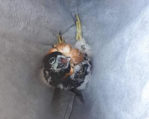 Guatemala tiene tres nuevos halcones “bebés” que nacieron en Tikal