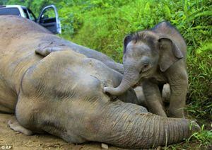 Las tristes consecuencias de cuando la humanidad les quita su hábitat: la dramática historia tras muerte de cinco elefantes
