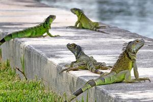 Polémica: alientan a las personas a salir a la calle a matar iguanas