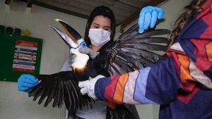 Rescatan aves silvestres que tenían como mascotas en Bogotá