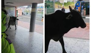 Video: pánico por toro que se metió a la Estación de Policía de Usme