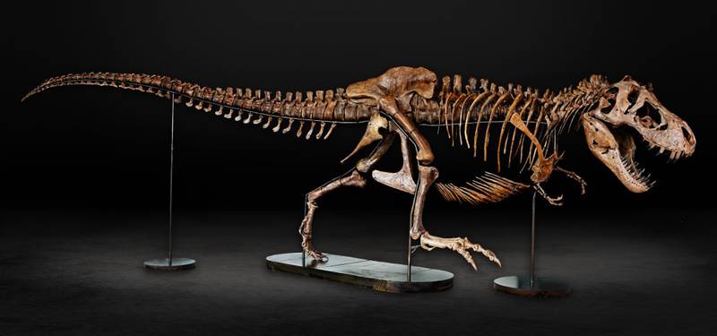El Museo de Auckland le abrirá las puertas a un fósil adulto de T-rex, denominado Barbara.