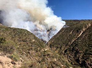 Hábitat de aves y lobos se ve afectado por incendio en cerro Casitagua
