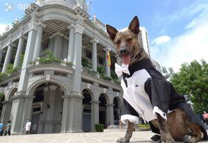 Zeus, el perro que era callejero y ahora forma parte de la guardia metropolitana de Guayaquil