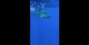 Casal navegando próximo da costa registra vídeo onde mostra grande tubarão-branco se aproximando do barco