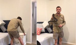 Vídeo mostra captura de píton carpete escondida em quarto de família