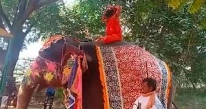 Vídeo: guru indiano despenca de cima de elefante enquanto medita