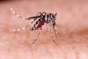 ¿Cuáles son los síntomas del dengue?