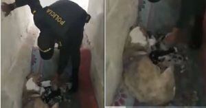 (VIDEO) Policía salvó a perrita que estaba dando a luz en medio de la lluvia