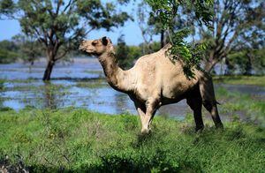 Australia matará 10 mil camellos: "beben mucha agua"