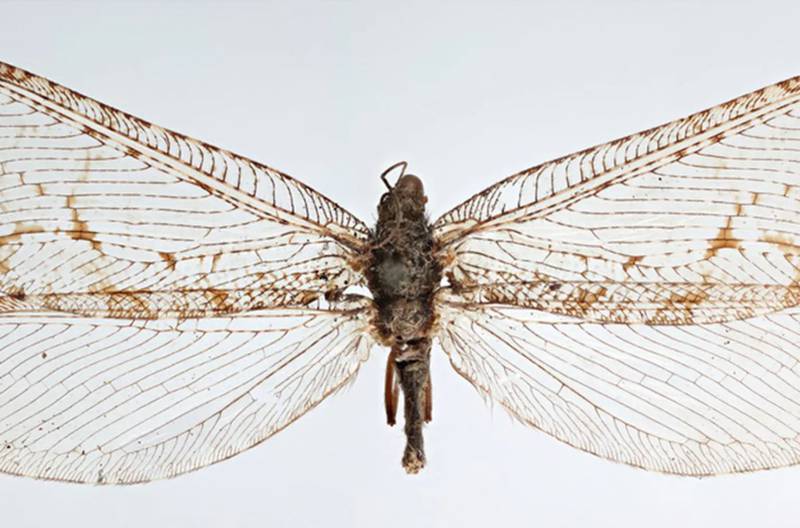 Encuentran un raro insecto de la era Jurásica en Arkansas Walmart – Metro World News
