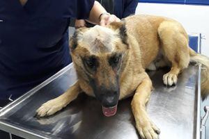 Cão sobrevive após levar facada no crânio enquanto defendia o dono