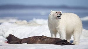 El cambio climático está volviendo caníbales a los osos polares