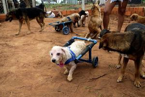 EN IMÁGENES. Mujer fabrica sillas de ruedas artesanales para mascotas