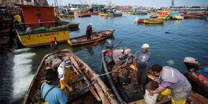 En plena lucha contra el hambre: pescadores artesanales regalan 200 kilos de reineta a pobladores