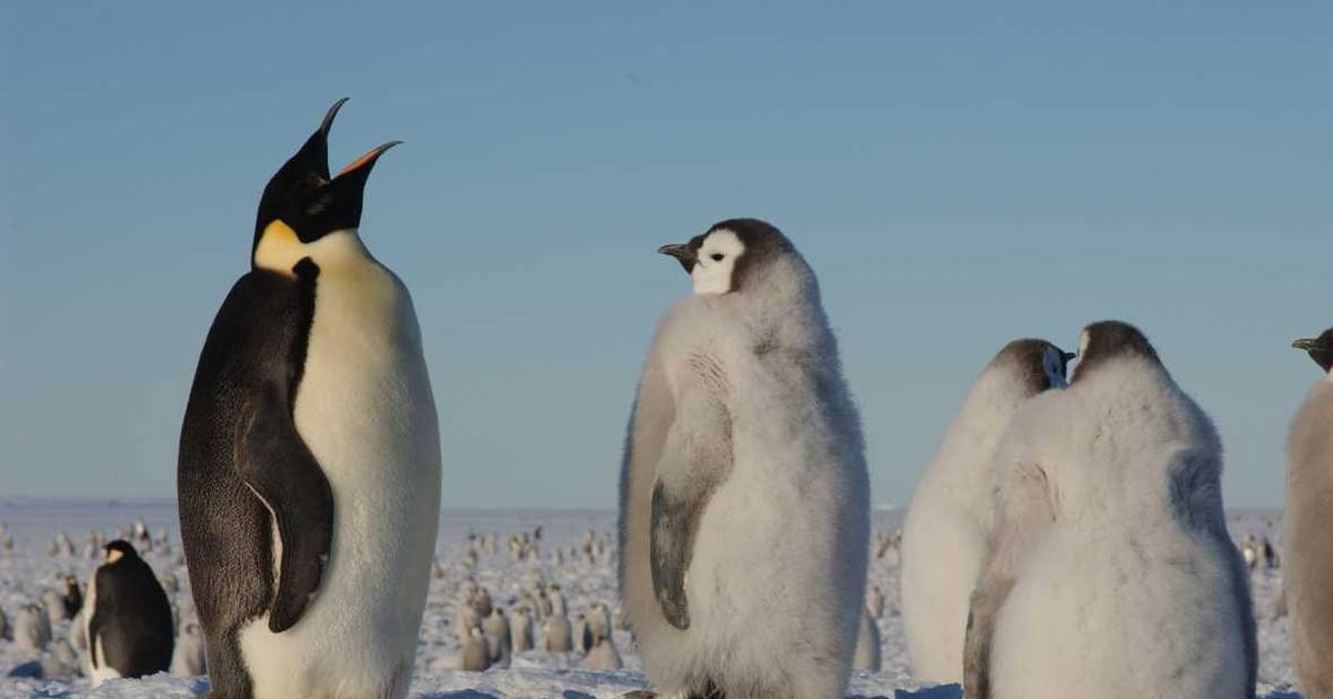 Through pictures taken from space, they found a colony of penguins in danger of extinction