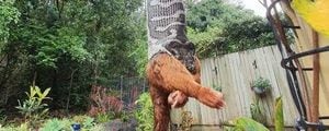 Imagens fortes: Vídeo de píton devorando gambá em quintal de casa surpreende as redes sociais