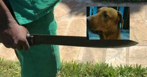 La triste historia de un perrito criollo que fue atacado a machetazos